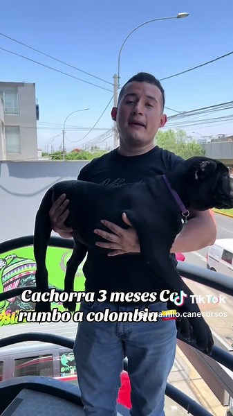 Cachorros Cane Corso rumbo a Colombia 🇨🇴