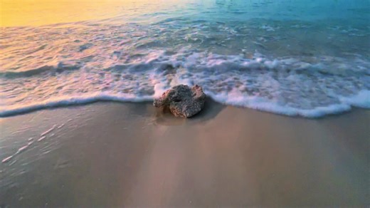 #beach #stoneocean #jjba #jojo | Jojo's Bizarre Adventure