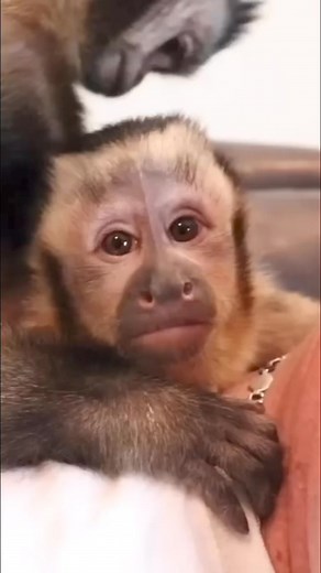 MonkeyBoo grooms MonkeyHappy #monkey #brothers #grooming #cute | MonkeyBoo