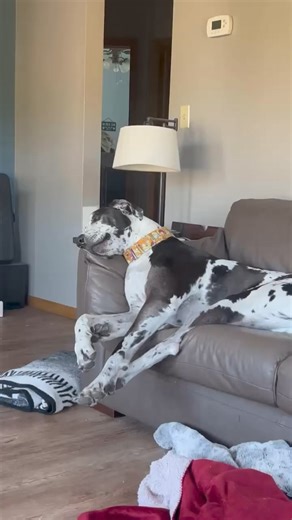 61K views · 1.9K reactions | I’m not complaining I’m just nicely asking for more bacon. #dog #GreatDane #SnackTime | Larry_the_great_dane | Facebook