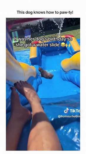 Funny Dog Party Memes and Comedy Videos Compilation