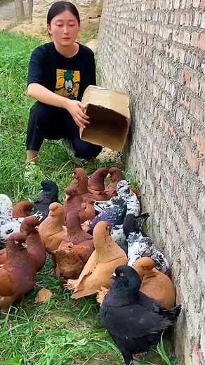 36K views · 992 reactions | ️Hongyi Pigeon Breeding 爛 Beautiful racing pigeon  BreederMy Tiger Fantail ️ #RomanticMood #PigeonRomance #pigeonreels #FantailPigeon #PigeonCouple #BirdLove #ViralPigeon #LoveBirds | Hongyi Pigeon Breeding | Facebook