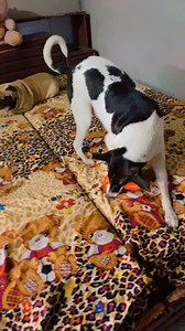 Apni hi dunia mei mast hai Smily 😇 #ashiyanaanimalrescue #dunia #doglover #toys #dogs #dogtoylove | Ashiyana Animal Rescue