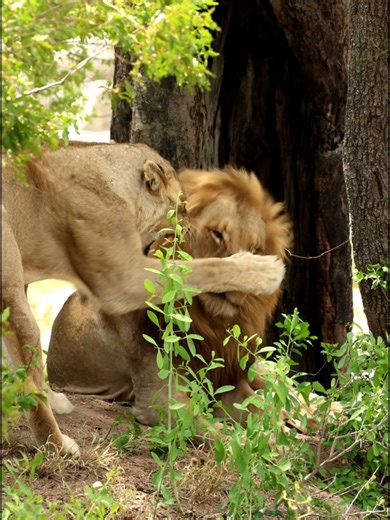 Lioness Slaps Lion in Hilarious Safari Encounter