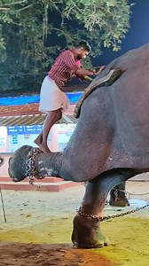 Pambadi Rajan kerala Temple Elephant.... gajaraja lakshna perumal | Solivagant -The Dream Explorer