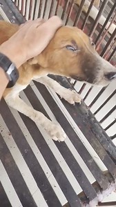 25K views · 1.2K reactions | Someone wanted to adopt this puppy but...