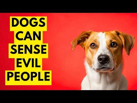Dog Psychology Dogs Can Sense Evil People — Here’s How They Know