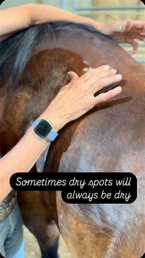 🐎there are times when dry is going to be dry. ✅In a horse, sweat glands, under the control of the nervous system, play a vital role in thermoregulation. When a horse’s body temperature rises, the hypothalamus, a part of the brain, signals the sweat glands to produce sweat, which helps cool the body through evaporation. The sympathetic nervous system also influences sweating by controlling the number of sweat glands activated, especially during times of arousal or stress. Here’s a more detailed 