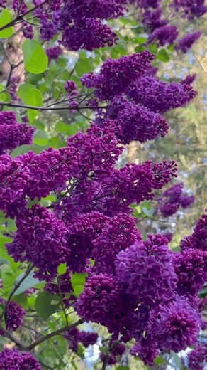 Lilac Flowers: The Perfect Spring Blooms💜