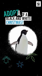 Give a lasting gift this festive season. 🎄 Adopt a penguin with WWF from £3 a month. Receive a cuddly toy, welcome pack and regular updates, and help bring our world back to life. | WWF UK