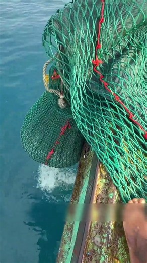 ¡Están Cortando una Red de $10,000! ¿Pero Por Qué 😱🐟