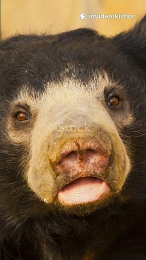 5 Sloth Bear Facts You Won’t Believe #animalfacts #wildlifeshorts #beast
