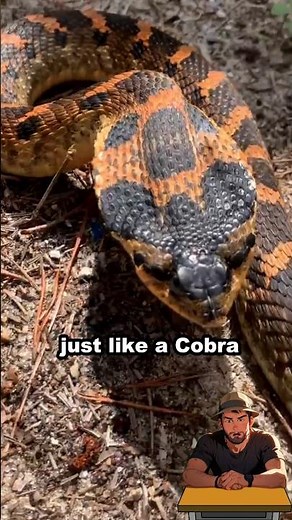 Why This Colorful Snake is the Perfect Pet for You!