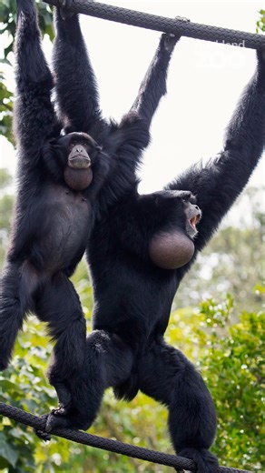 Have you heard these beautiful vocal duets? Primate keeper Sarah discusses the range of vocalisations that siamang make such as booms, barks, ululating and bitonal screams. Each gibbon within the pair, contributes uniquely to the song which reinforces their strong bond. In the wild, these songs serve as a warning to other gibbons in the area and confirms their territory. These impressive sounds are made possible by their large gular sac (a throat pouch that can inflate to the size of their heads