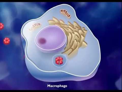 antigen antibody reaction