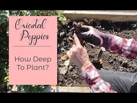 Planting Bare Root Oriental Poppies in The Fall