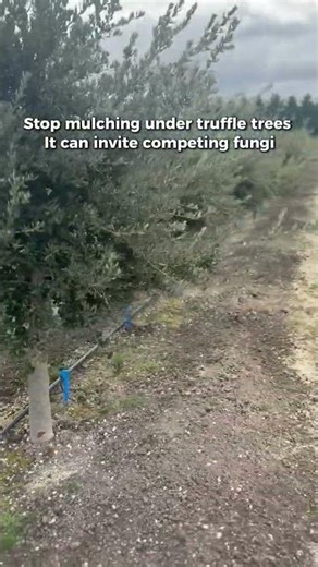 Stop Mulching Under Truffle Trees (It Can Backfire)