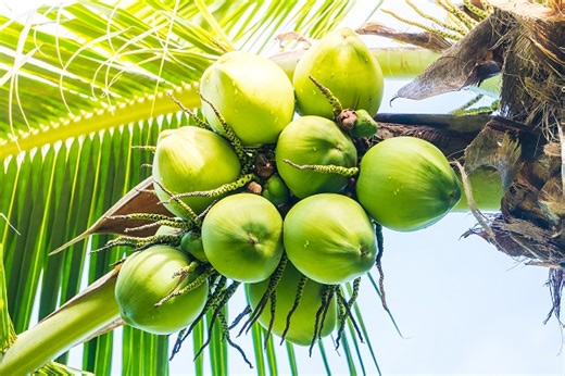 Ghana ramping up coconut production for export