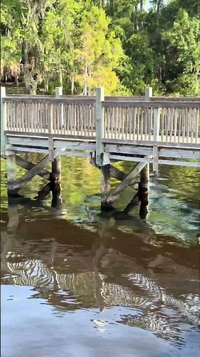 🐊 Alligator & Turtles in the St. Johns River | Florida Wildlife | Nature Shorts #Shorts