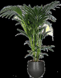 Howea forsteriana (Kentiapalm) (L)