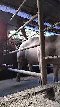 artificial insemination