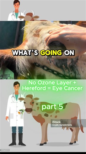 No Ozone Layer Hereford = Eye Cancer5#cow #vet #farm #bull #abscess | cow