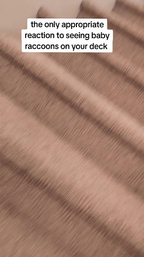 Cute Baby Raccoon Visits Unexpectedly! Nature's Surprise Encounter