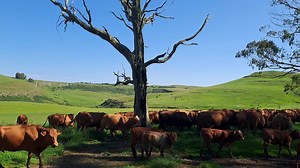 #Beefcattle #Farming #Beefmaster