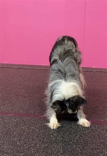 It was me, all the time! #bordercollie #bordercollies #dogtricks #trickdogs#onthisday