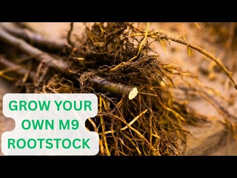 Don’t Buy Any More Wambugu Apple Seedlings! How to Propagate M9 Rootstock at Home
