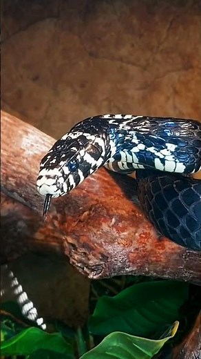 Snakes can burp fire