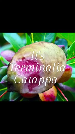 Los orígenes del Terminalia catappa en Lagos