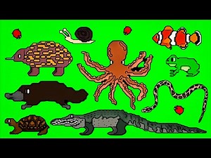 Oviparous Animals Size Comparison‼️