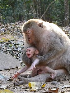 Avery get mad Coz his his mom won't let him learn to walk. | Nice Videos