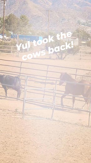 4.4K views · 45 reactions | Stud Colt took the cows back for me. He's by Little Cielo, out of Stylish Rockstar (By That CD Rocks) High Mountain Ranch #cowhorse #johnnyfloreshorses #studcolt #stallion #smarthorse | Johnny Flores Horses | Facebook