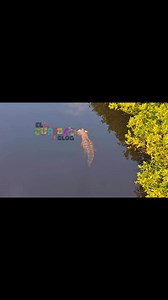 477K views · 3.7K reactions |  Video donde captan a cocodrilo con algo inusual en la boca justo en el área donde se continuaba la búsqueda del menor Andrés Alejandro, originario de #Cortázar, #Guanajuato, quien cayó al río desde un puente. ⏯️ #DalePlay | Noticias VIP | Facebook