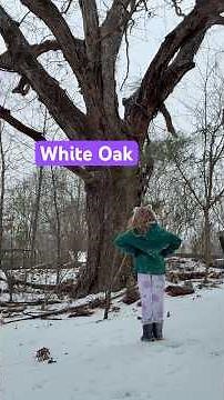 Admiring a giant, very old White Oak - or Quercus alba #stemtok #tree #ecology #nativeplants