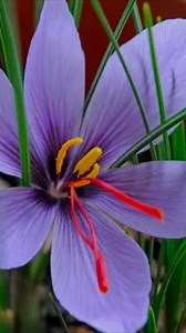 144 reactions · 5 comments | Nghệ Tây mùa thu rực rỡ Pracht-Herbst-Krokus ( Crocus speciosus) khác với Nghệ Tây Safran (Crocus sativus) #caycanh #hoamuathu ) như thế nào | Nguyen Lam | Facebook