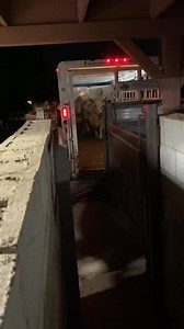 Unloading a Brahma steer & bull #zabeehafarms #arhalalmeat #brahman #brahma #brahmancattle #brahmacattle #fypシ #fypage #fypp | Jonathan Bell