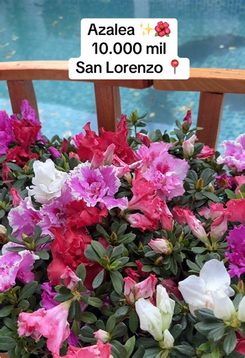 Azalea chico: cuidados y cómo usarla en novios y arreglos