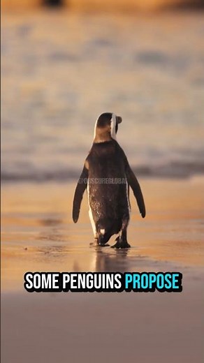 Penguins Propose With Pebbles 🐧💍 #shorts #animalfacts #nature