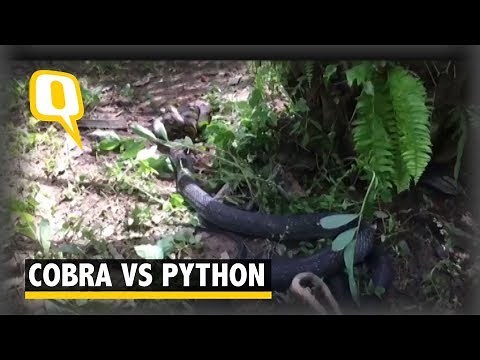 It’s King Cobra Vs Python: Watch To Know Who Won | The Quint