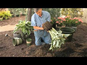 How to Replant Hosta : Garden Savvy