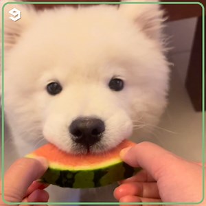 1.5M views · 42K reactions | Samoyeds = Polar bear doggos | Barked | Facebook