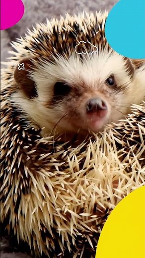 Animal Quiz for Kids 🐾 | Fun Learning Game with Animal Facts & Sounds1