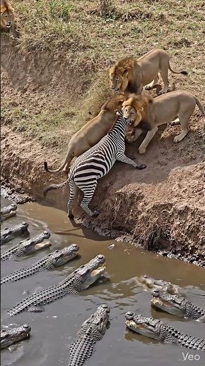 Hunt or Be Hunted | Nature Animal Documentary #animaldocumentary #wildlife #animals