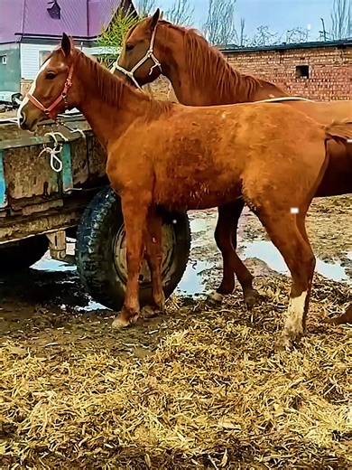 Horse Breeding Life in the USA: From Bloodlines to Champions