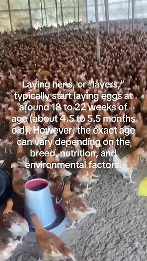 Understanding When Laying Hens Start Laying Eggs