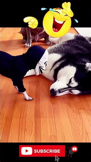 Most Fearless Dog vs Mask Prank 🥶 #funny #dog #shorts