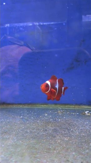 Nemo